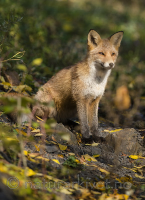 BB 14 0283 / Vulpes vulpes / Rødrev